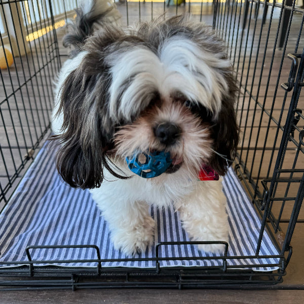 Puppy playing with a ball on a blue stripe waterproof mat.