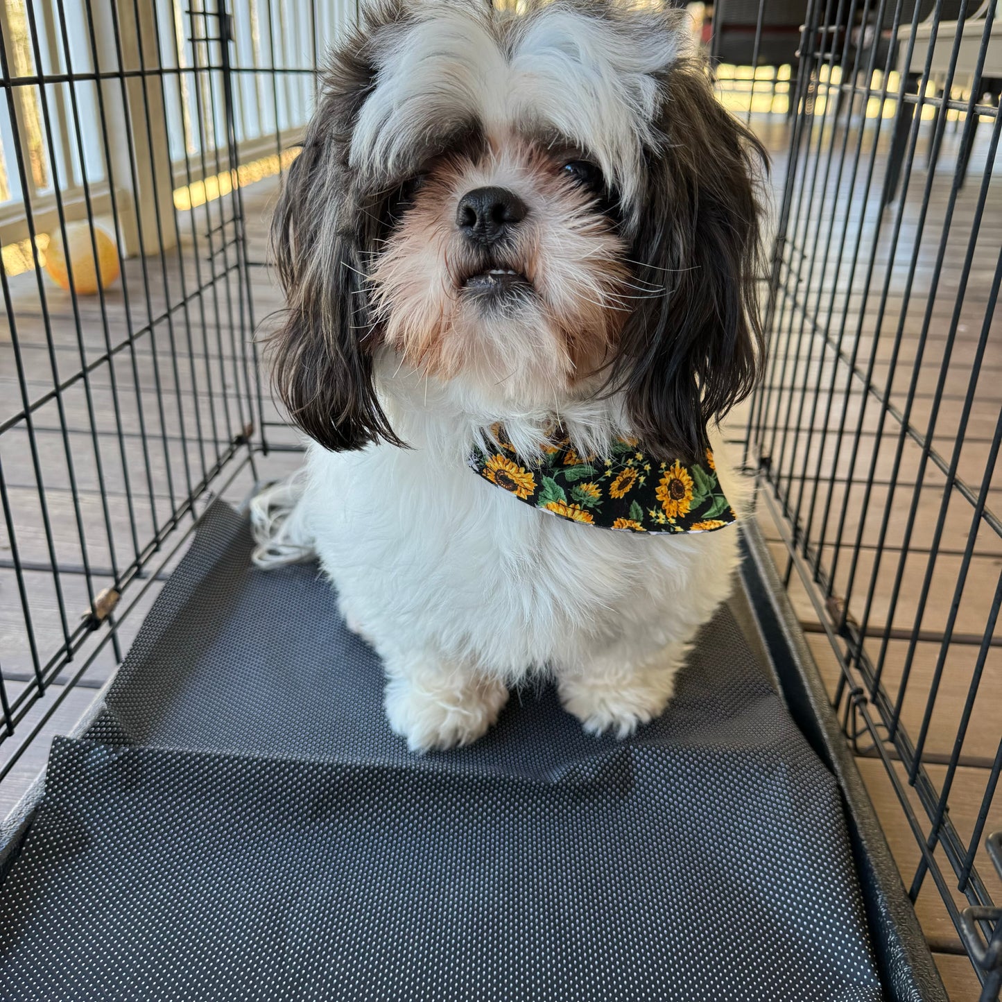 Cute black and white dog in a crate with crate mat.