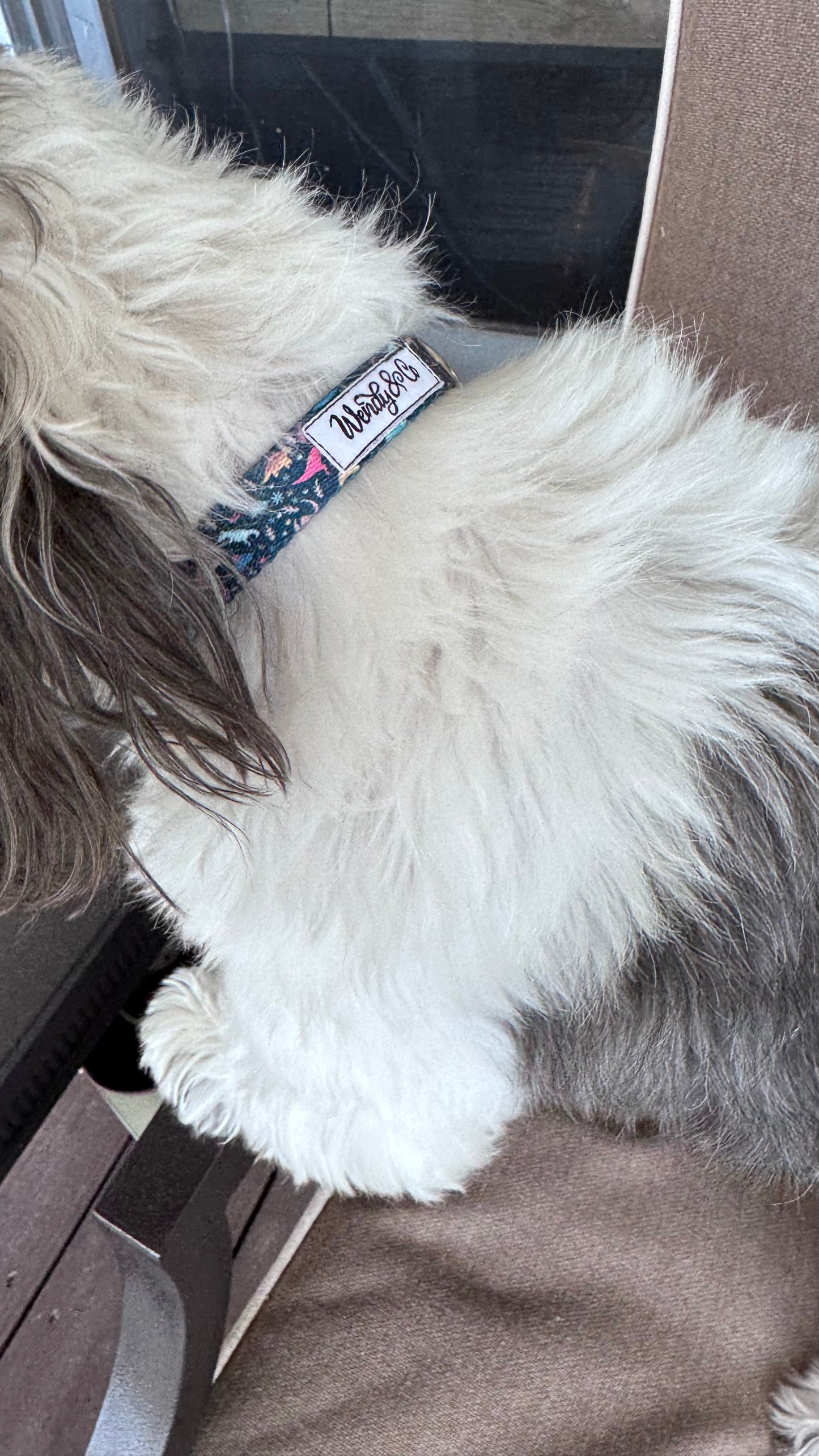 Dinosaur Dreams Dog Collar