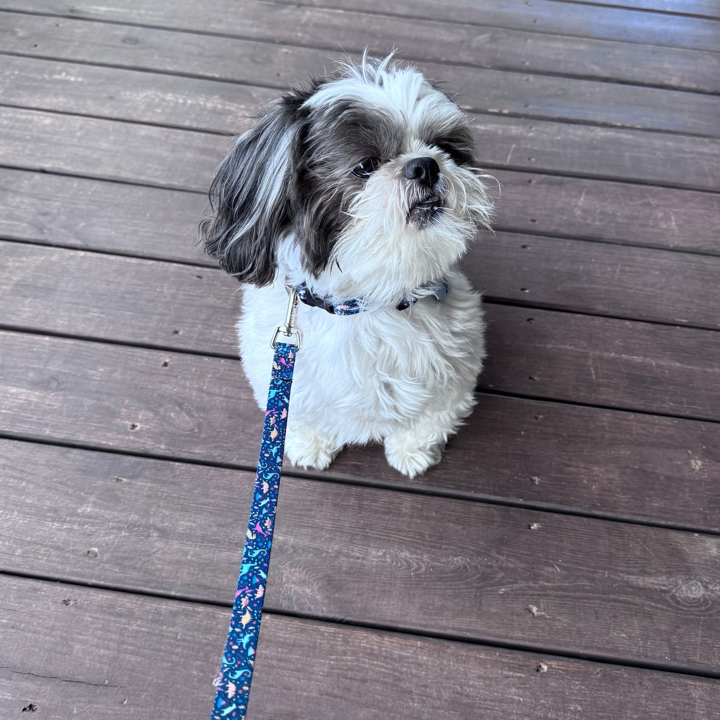 Dinosaur Dreams Leash