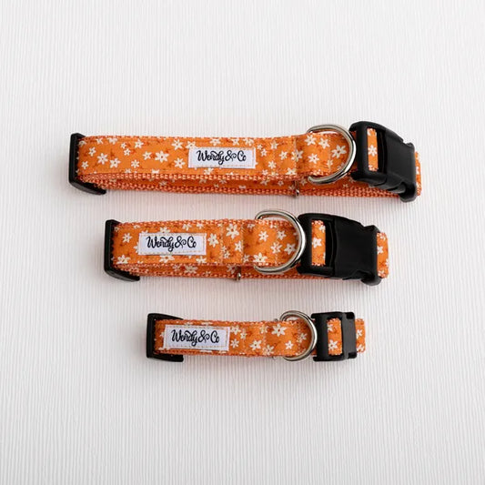 Three orange dog collars with a white daisy pattern, black plastic buckles, and silver metal rings, laid out horizontally on a white textured background. Each collar has a white fabric label with the brand name 'Wrigley's Co.