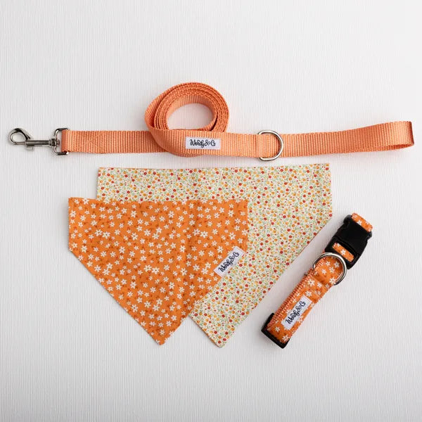 A pet accessory set on a white textured background, including an orange nylon leash with a silver clasp, two triangular dog bandanas (one solid orange with white daisies, one cream with a multicolor daisy print), and an orange collar with black hardware.